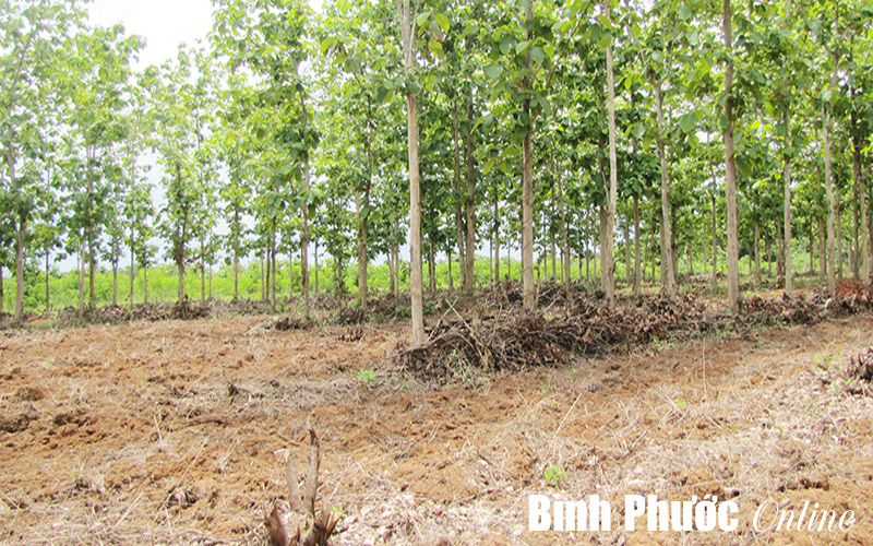 Nhiều thủ tục về đất đai trong đầu tư sẽ được loại bỏ Nhiều thủ tục về đất đai trong đầu tư sẽ được loại bỏ