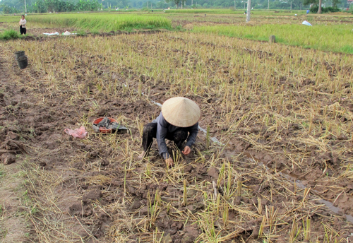 Thời hạn giao đất sản xuất nông nghiệp là 50 năm