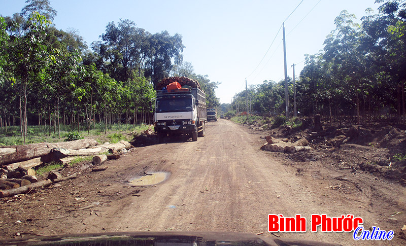 dauan5.jpg
