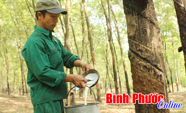 Đầu xuân, khơi dòng nhựa trắng Đầu xuân, khơi dòng nhựa trắng