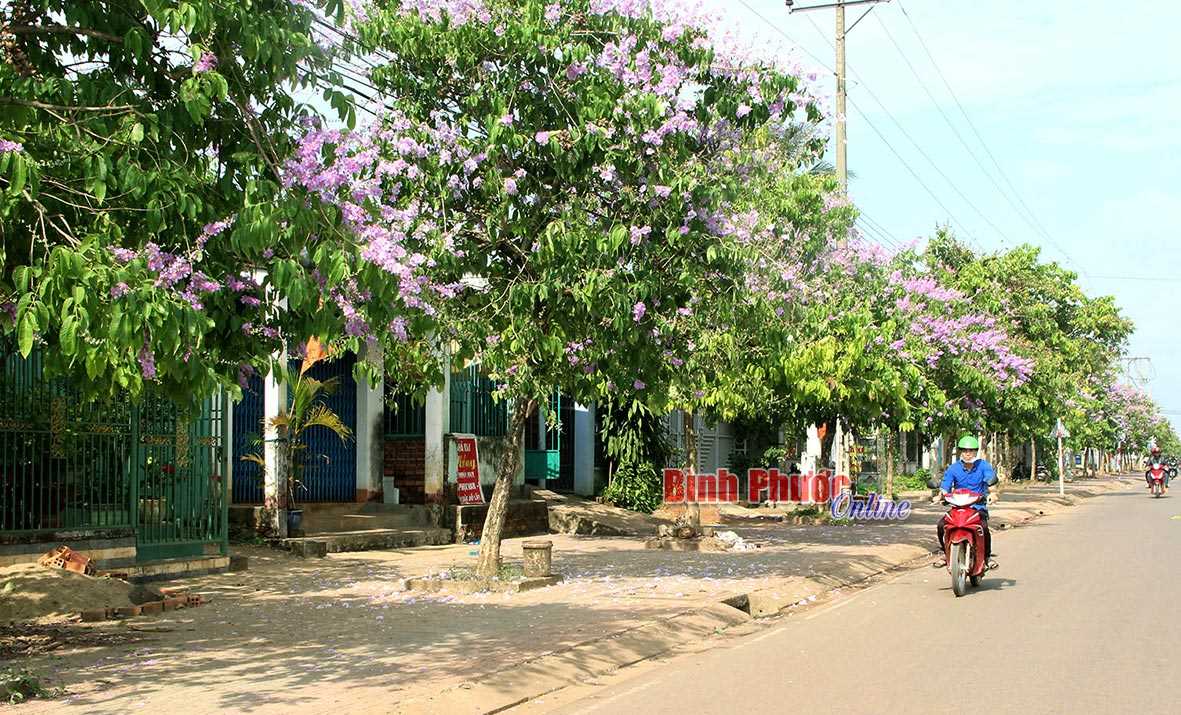 Vỉa hè bằng lăng Vỉa hè bằng lăng