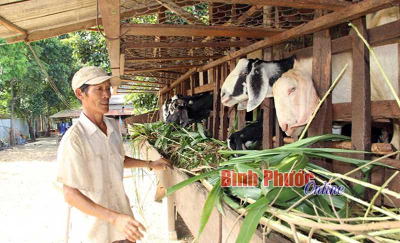 Bù Đốp: Giá dê cao kỷ lục