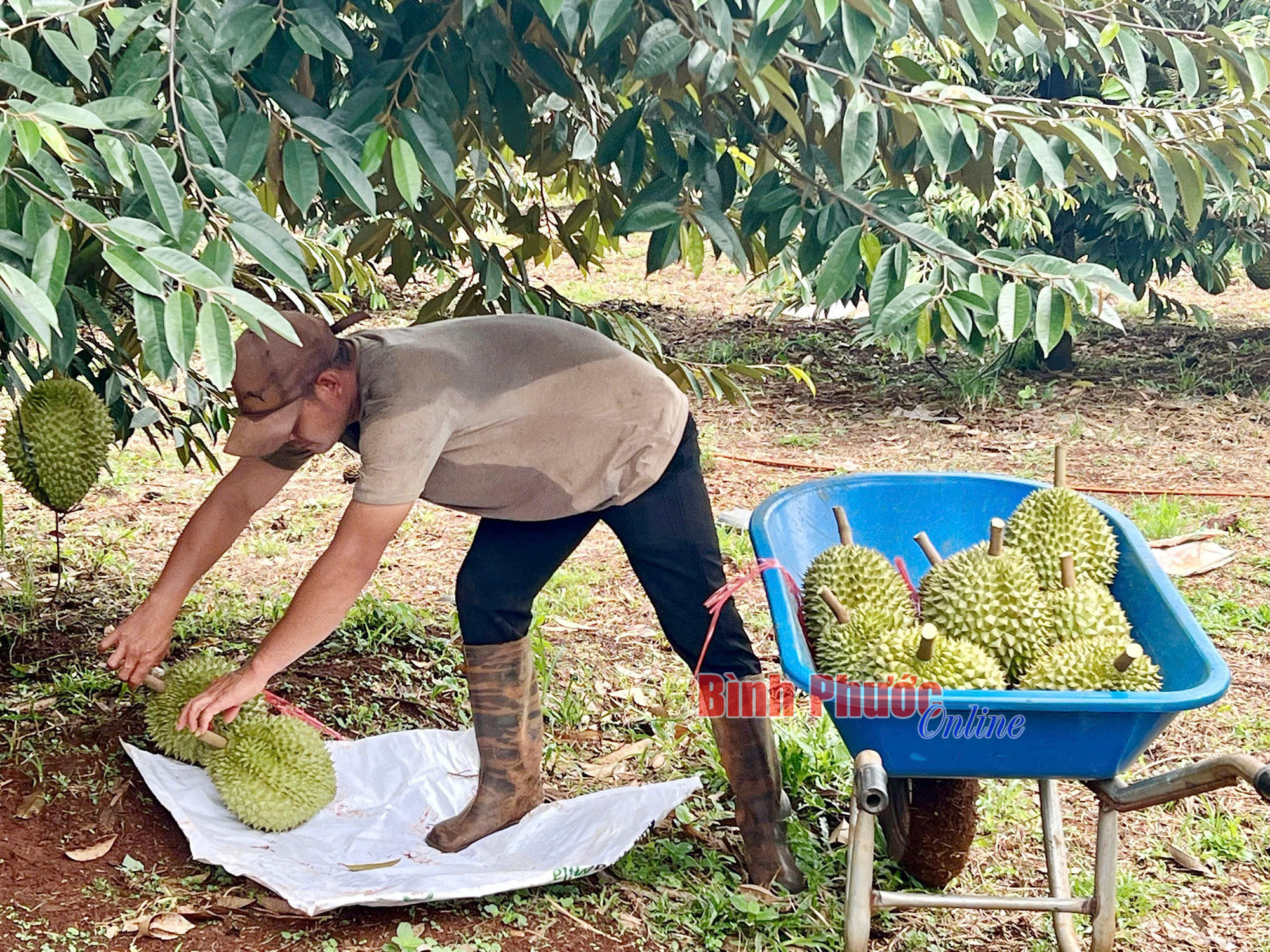 Để 'được mùa' không còn là may rủi Để 'được mùa' không còn là may rủi