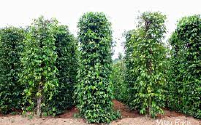 Để không “đuổi hình bắt bóng” với cây tiêu