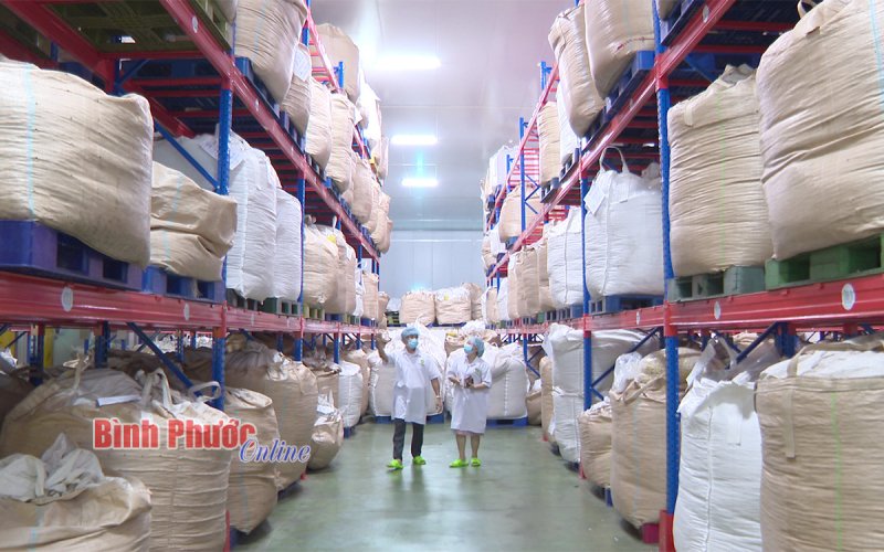 Để ngành điều giữ vững ngôi vương Để ngành điều giữ vững ngôi vương