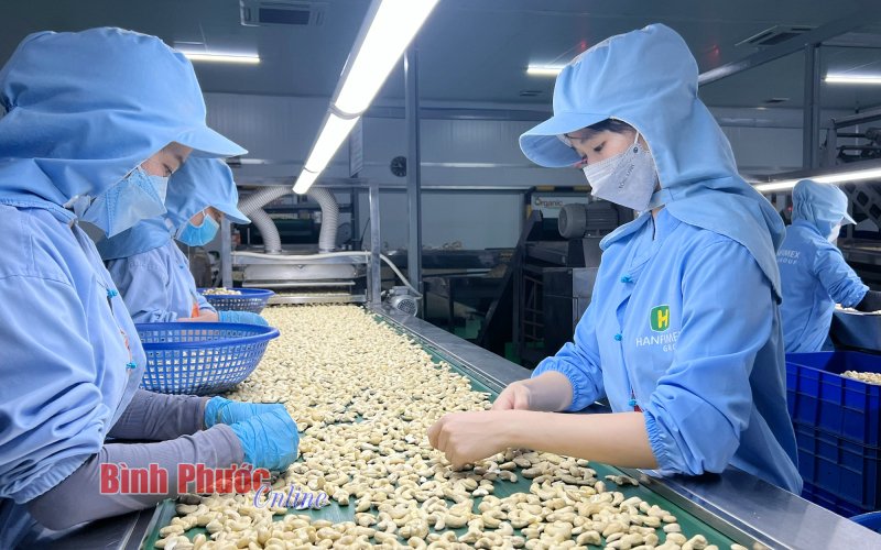 Để ngành điều giữ vững ngôi vương