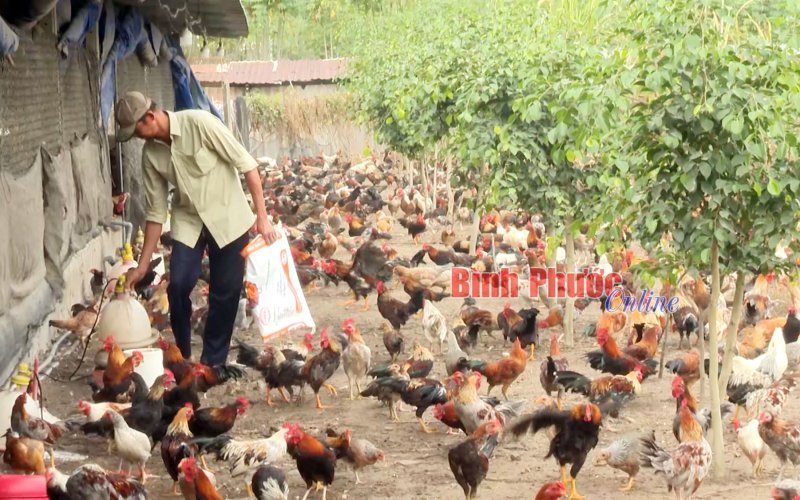 Để nông dân không còn “thiệt đơn, thiệt kép” Để nông dân không còn “thiệt đơn, thiệt kép”