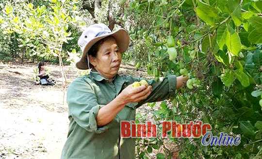 Thu nhập ổn định từ vườn cây nhiều tầng Thu nhập ổn định từ vườn cây nhiều tầng