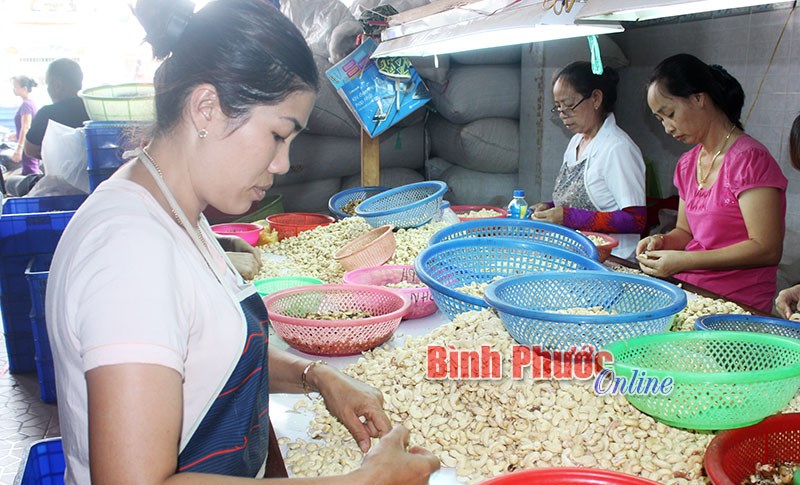 Để ngành điều Việt dẫn thế “thượng phong” Để ngành điều Việt dẫn thế “thượng phong”