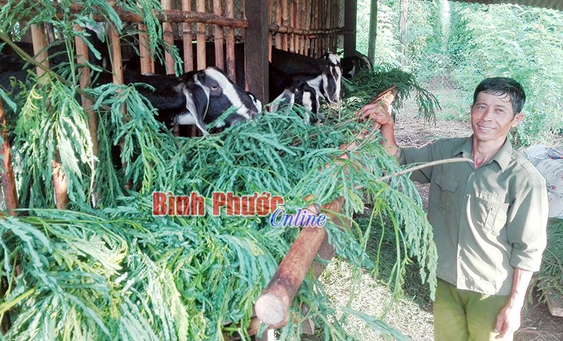 Dê thương phẩm hút hàng trở lại Dê thương phẩm hút hàng trở lại