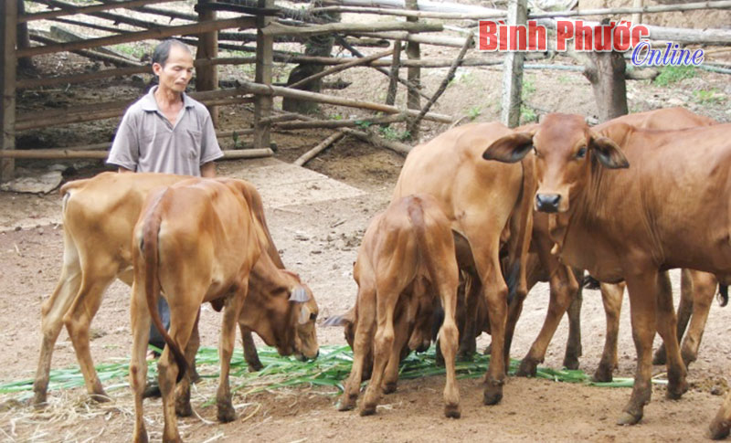 Từ 16-3 đến 30-4, tiêm vắc xin phòng bệnh cho gia súc đợt I-2015 Từ 16-3 đến 30-4, tiêm vắc xin phòng bệnh cho gia súc đợt I-2015