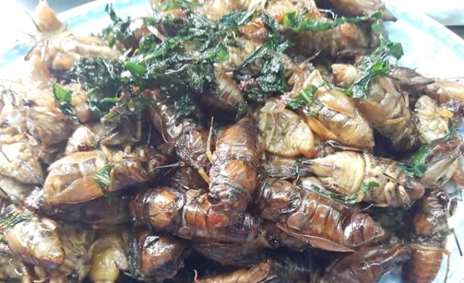Đầu hè “săn” nhộng ve sầu Đầu hè “săn” nhộng ve sầu