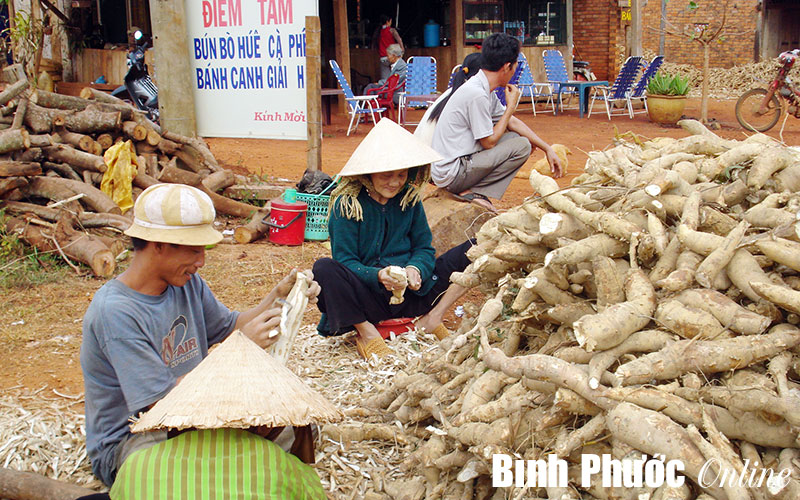 Diện tích cây mì bị thu hẹp Diện tích cây mì bị thu hẹp