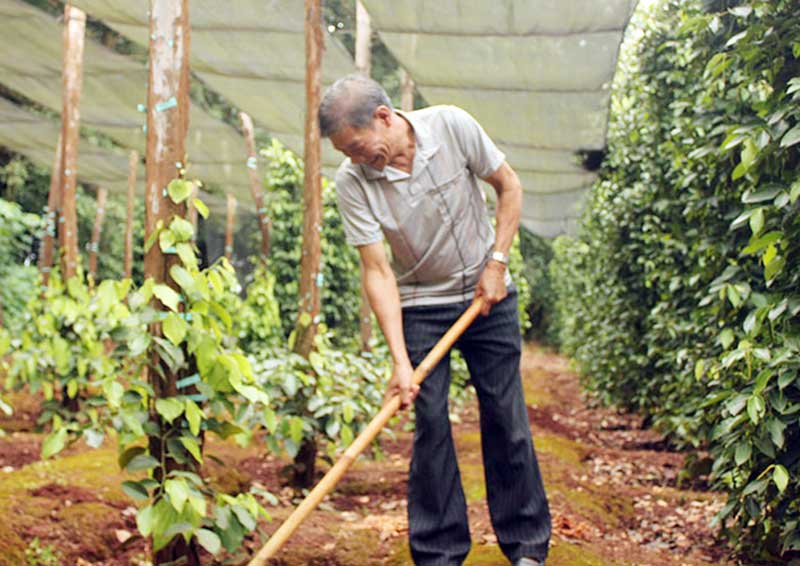 Diện tích hồ tiêu vượt quy hoạch đạt 62.000 ha Diện tích hồ tiêu vượt quy hoạch đạt 62.000 ha