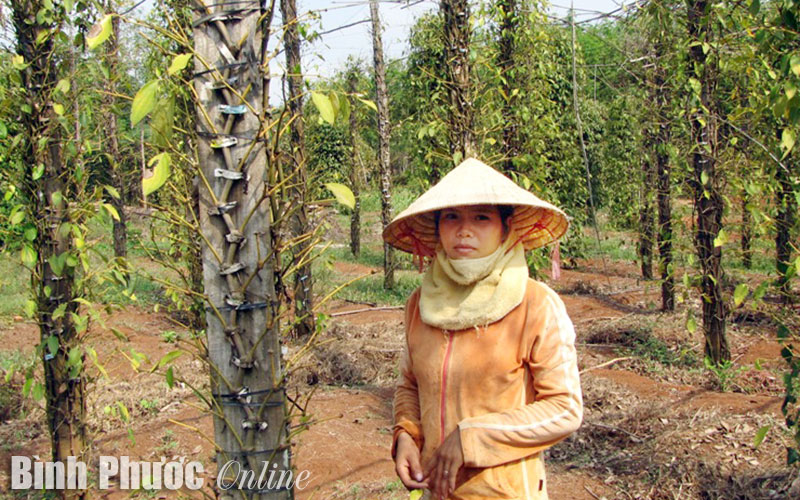 Diện tích tiêu chết vì bị bệnh tăng nhanh Diện tích tiêu chết vì bị bệnh tăng nhanh