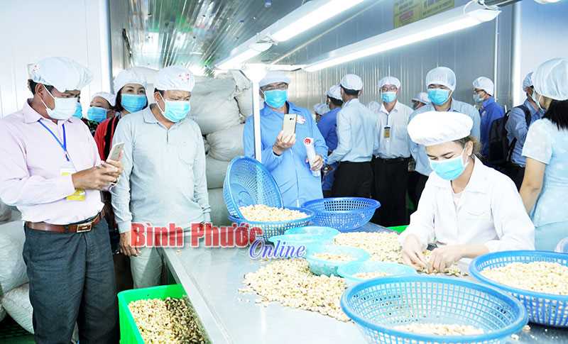 Ngành điều 2017, xuất khẩu tăng nhưng… Ngành điều 2017, xuất khẩu tăng nhưng…