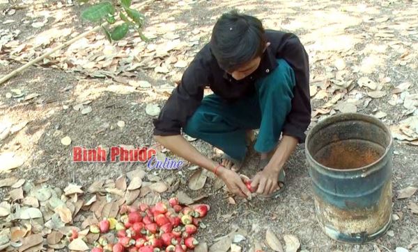 Nông dân Lộc Ninh lại mất mùa điều Nông dân Lộc Ninh lại mất mùa điều