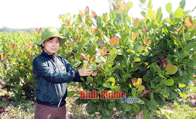 Để ngành điều Bình Phước giữ vững vị trí “Quán quân” - Bài 2 Để ngành điều Bình Phước giữ vững vị trí “Quán quân” - Bài 2