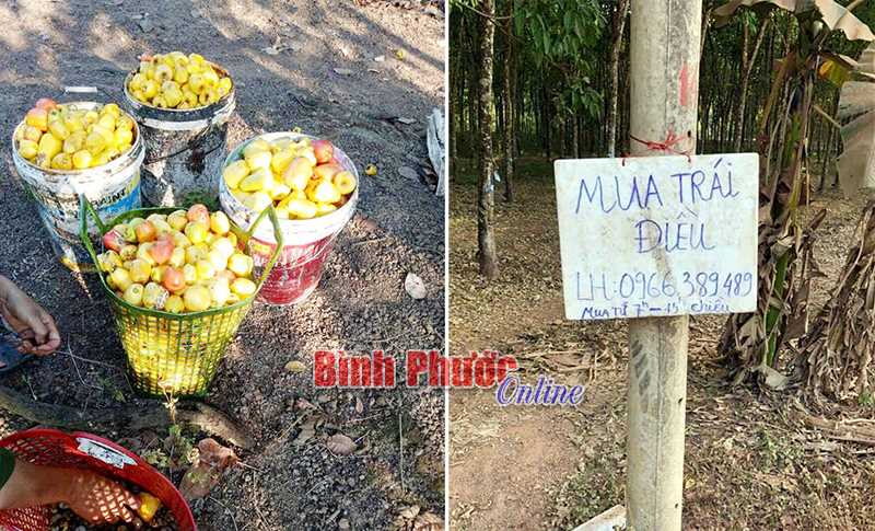 Quả điều tươi được thu mua 2-3 ngàn đồng/kg Quả điều tươi được thu mua 2-3 ngàn đồng/kg