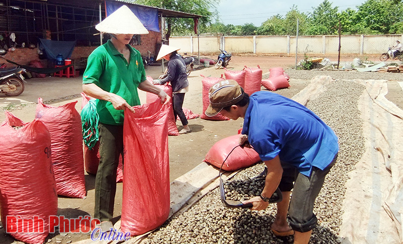 Ngành điều Bình Phước trước thời cơ và thách thức mới - Bài 2