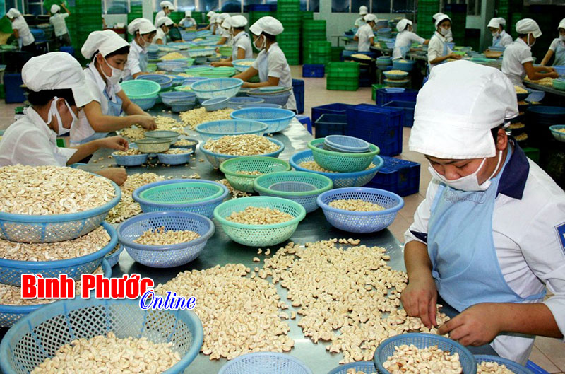 Giá điều đầu vụ sẽ cao Giá điều đầu vụ sẽ cao