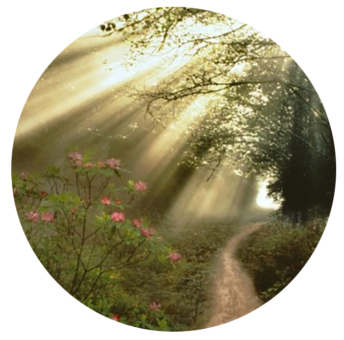 dieu_vu_cua_tia_nang_16372713062021.png
