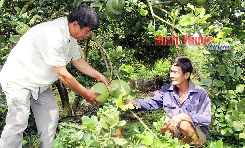 Nông nghiệp xanh Nông nghiệp xanh