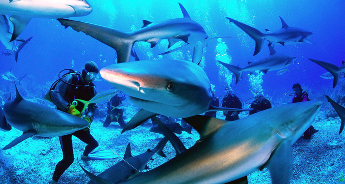 dive-sharks1-151841379689361375538818022018061019.jpg