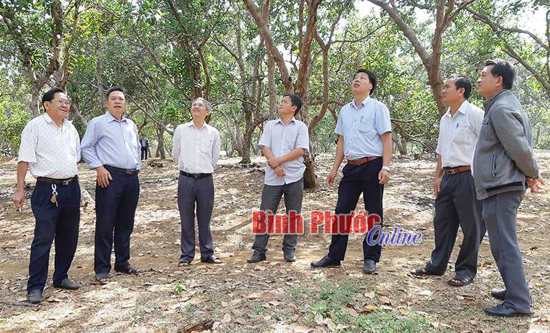 Thường trực Huyện ủy Bù Đăng kiểm tra sâu, bệnh hại cây điều Thường trực Huyện ủy Bù Đăng kiểm tra sâu, bệnh hại cây điều