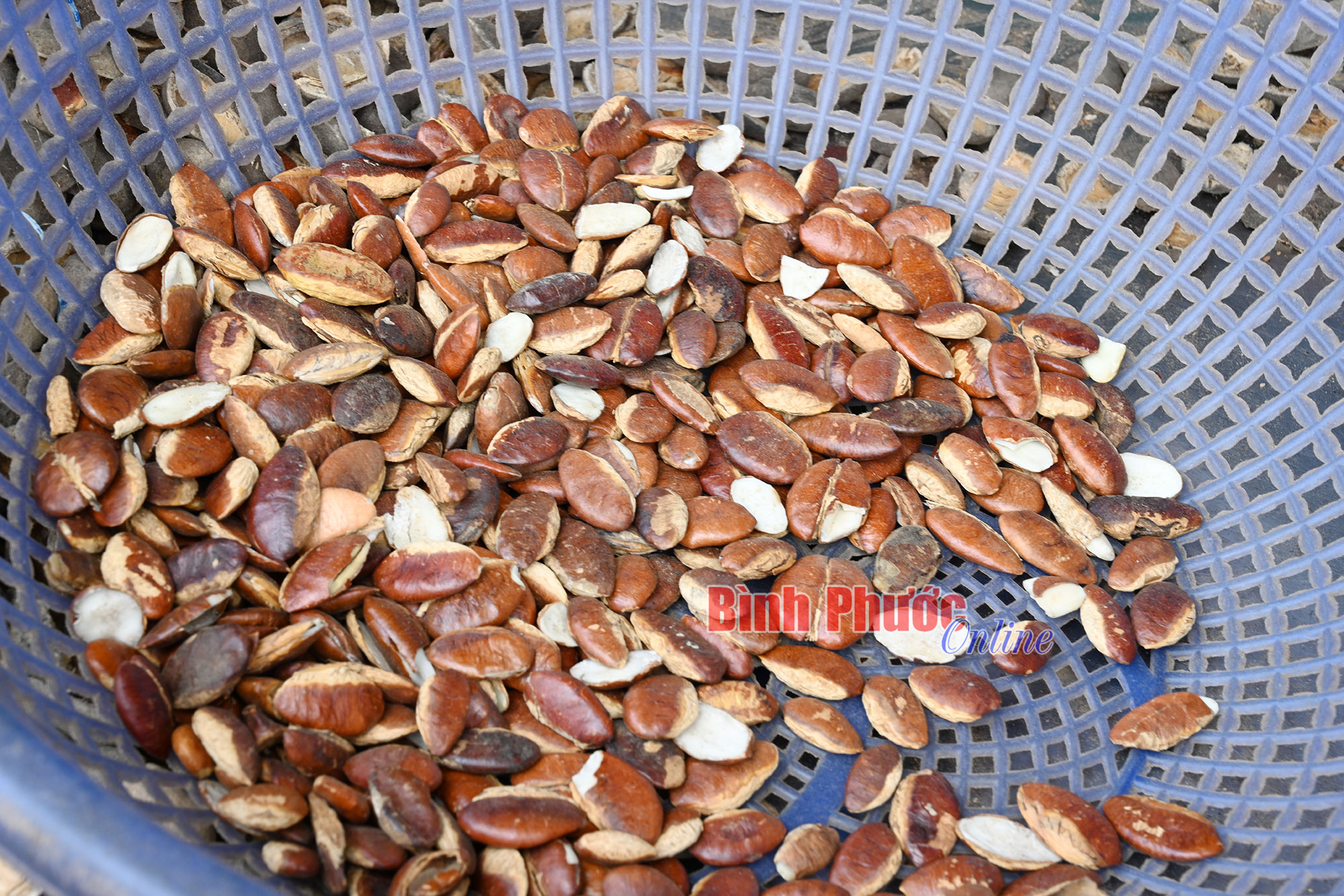 Độc lạ hạt kơnia