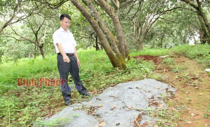 Đổi mới tư duy canh tác trên vườn cây Đổi mới tư duy canh tác trên vườn cây