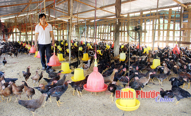Chăn nuôi theo chuỗi giá trị - Hướng đi bền vững cho nông dân