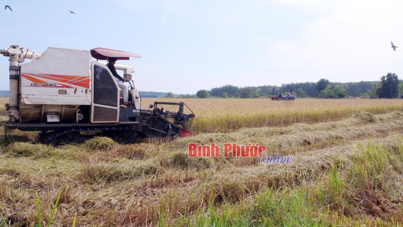 Đồng xanh trong nắng hạn