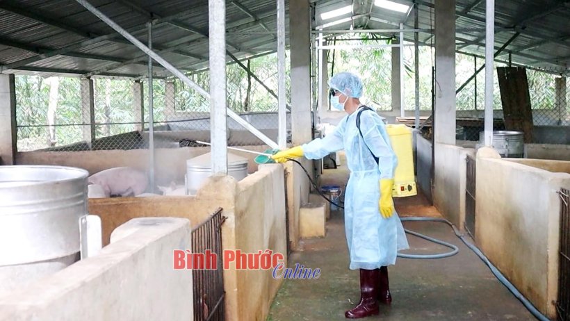 Đồng Xoài: Công bố dịch tả heo châu Phi Đồng Xoài: Công bố dịch tả heo châu Phi
