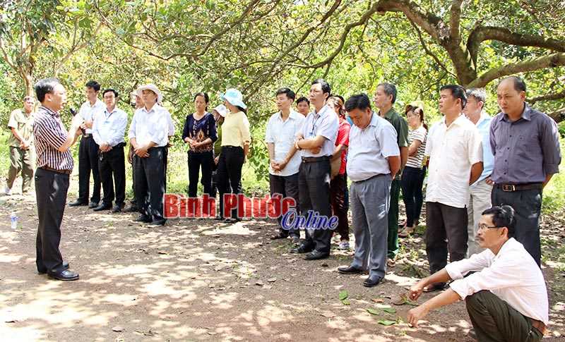 Đồng Phú ra quân cứu hộ vườn điều Đồng Phú ra quân cứu hộ vườn điều