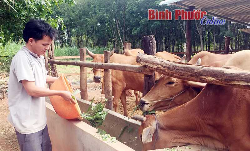 Đồng Phú tìm hướng đi cho người chăn nuôi bò thịt Đồng Phú tìm hướng đi cho người chăn nuôi bò thịt