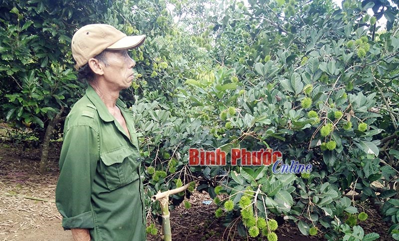 Đồng Phú mất mùa chôm chôm Đồng Phú mất mùa chôm chôm