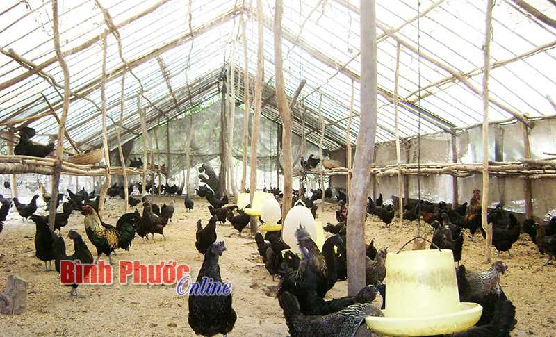 Đẩy mạnh chăn nuôi ứng dụng công nghệ cao Đẩy mạnh chăn nuôi ứng dụng công nghệ cao