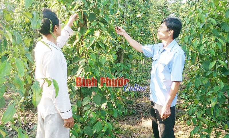 Bù Đốp phát huy tổ hợp tác nông nghiệp Bù Đốp phát huy tổ hợp tác nông nghiệp