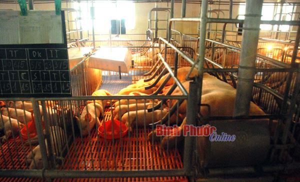 Tăng cường phòng, chống bệnh dịch tả lợn châu Phi tái phát