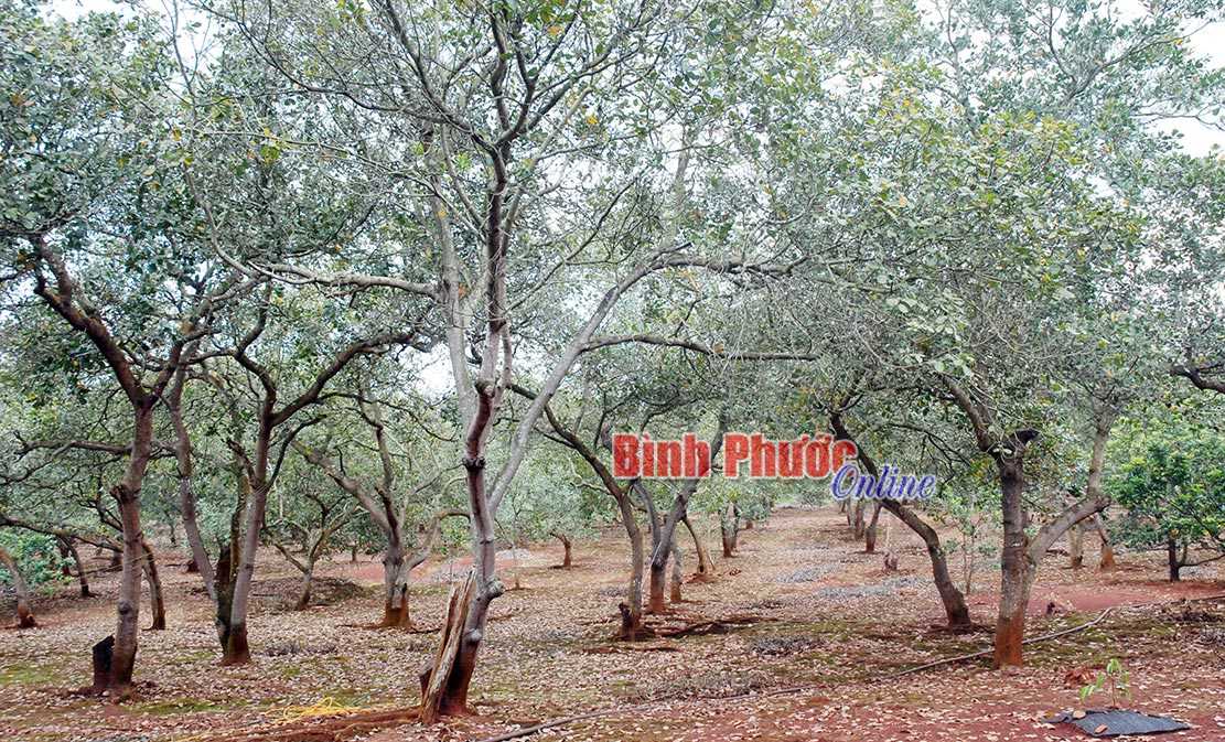 Bất cập vì luật chưa điều chỉnh