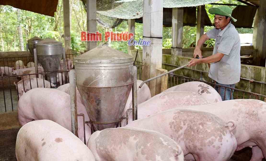 Bí quyết nuôi heo lãi tiền tỷ trong “bão” dịch tả châu Phi Bí quyết nuôi heo lãi tiền tỷ trong “bão” dịch tả châu Phi