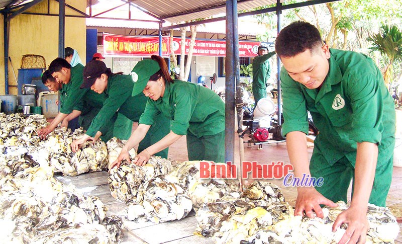 Cao su Phú Riềng về đích sớm 10 ngày Cao su Phú Riềng về đích sớm 10 ngày