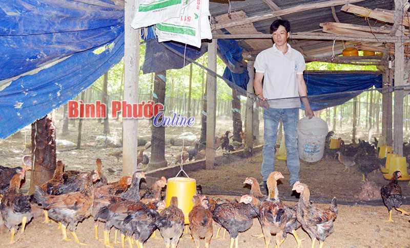 Đồng Phú có 8.956 hộ chăn nuôi nhỏ lẻ