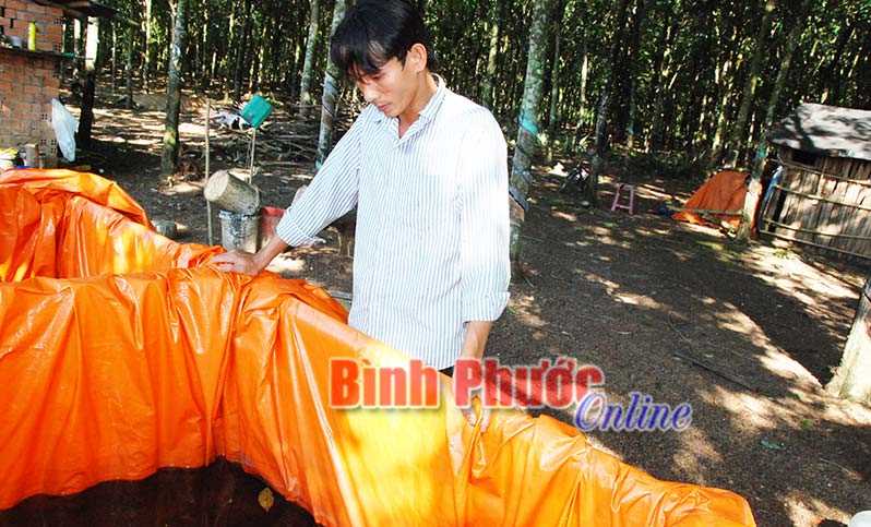 Thu lợi từ nuôi lươn trong can Thu lợi từ nuôi lươn trong can