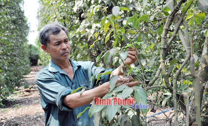 Kỳ tích vượt qua “tâm bão” hồ tiêu Kỳ tích vượt qua “tâm bão” hồ tiêu