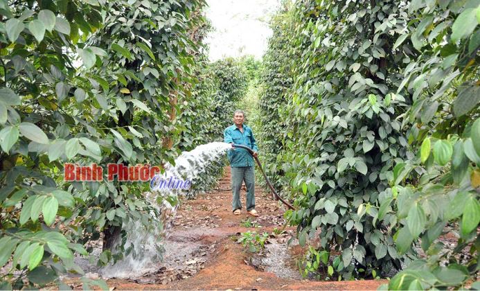 Lộc Ninh chủ động phòng, chống hạn