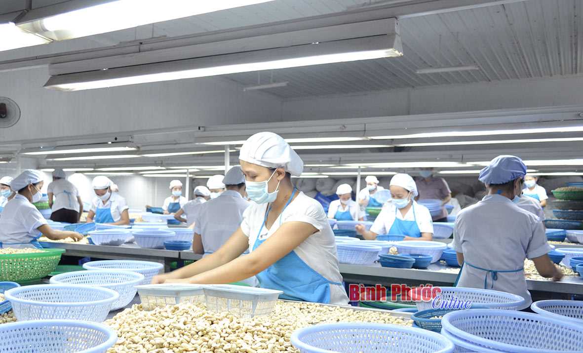Giải pháp phát triển ngành điều bền vững Giải pháp phát triển ngành điều bền vững