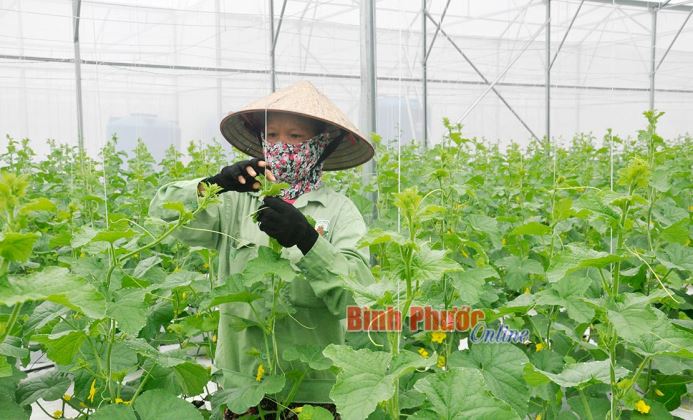 Kinh tế trang trại ở Hớn Quản phát triển tương xứng tiềm năng Kinh tế trang trại ở Hớn Quản phát triển tương xứng tiềm năng