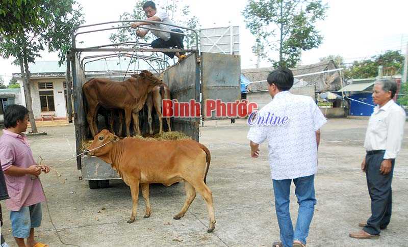 10 hộ DTTS xã Phú Trung được tặng bò và máy phát cỏ 10 hộ DTTS xã Phú Trung được tặng bò và máy phát cỏ